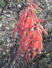 Gonialoe variegata
