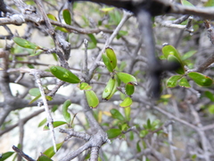 Coprosma propinqua propinqua