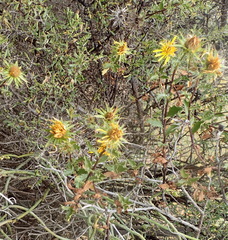 Berkheya spinosa