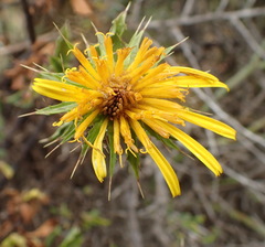 Berkheya spinosa
