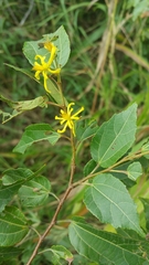 Grewia lavanalensis image
