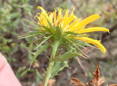 Berkheya spinosa