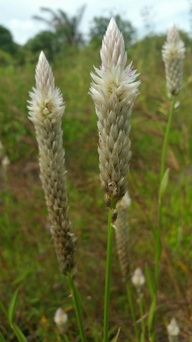 Celosia argentea image