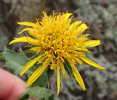 Berkheya spinosa