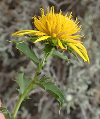 Berkheya spinosa