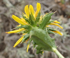 Berkheya spinosa