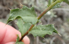 Berkheya spinosa