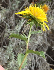 Berkheya spinosa