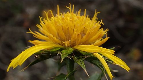 Image of Berkheya spinosa by (c) Nicola van Berkel, some rights reserved (CC BY-SA)