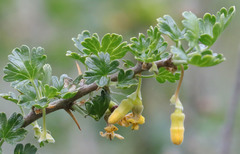 Ribes quercetorum