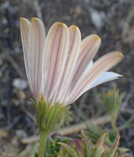 Image of Dimorphotheca cuneata by (c) Nicola van Berkel, some rights reserved (CC BY-SA)