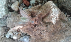 Oecophylla smaragdina