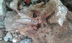 Oecophylla smaragdina