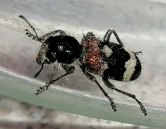 Clerus mutillarius