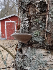 Phellinus nigricans