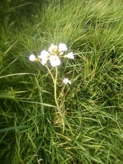 Cardamine pratensis