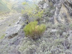 Carmichaelia compacta