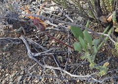 Gazania heterochaeta