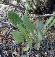 Gazania heterochaeta