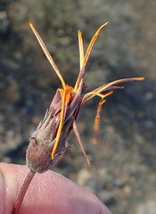 Gazania heterochaeta