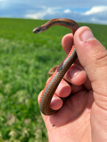 Red-bellied Snake