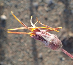 Gazania heterochaeta