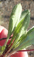 Gazania heterochaeta