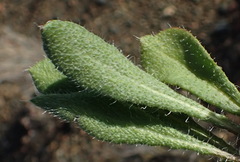 Gazania heterochaeta