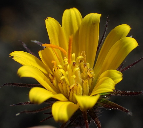 Image of Gorteria integrifolia by (c) Nicola van Berkel, some rights reserved (CC BY-SA)