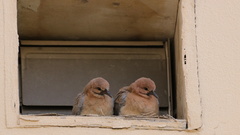 Streptopelia senegalensis