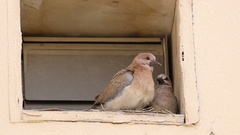 Streptopelia senegalensis