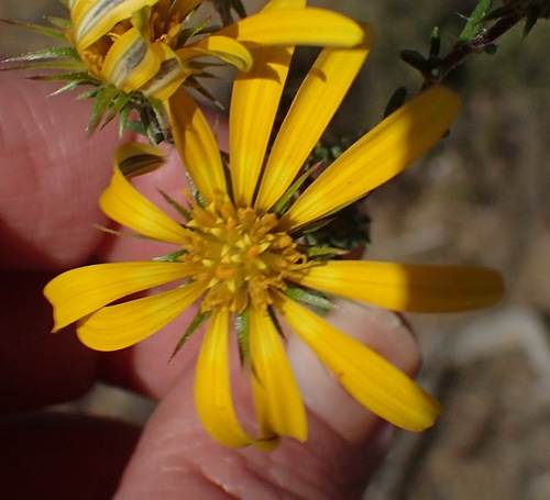 Image of Gorteria alienata by (c) Nicola van Berkel, some rights reserved (CC BY-SA)