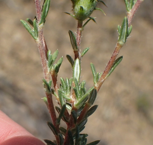 Image of Gorteria alienata by (c) Nicola van Berkel, some rights reserved (CC BY-SA)