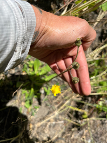 Pilosella flagellaris, photograph 6