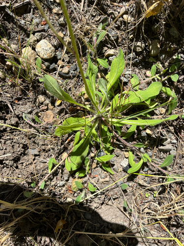Pilosella flagellaris, photograph 5