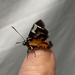 Hecatesia fenestrata