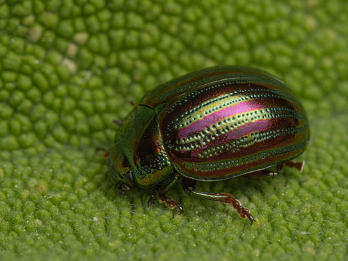 Rosemary Beetle