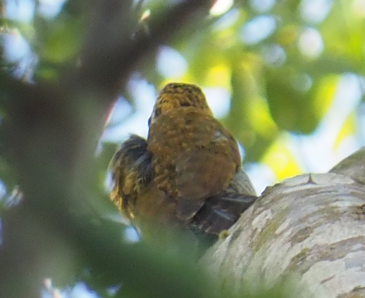 Yellow-eared Woodpecker (Veniliornis maculifrons), photo 8