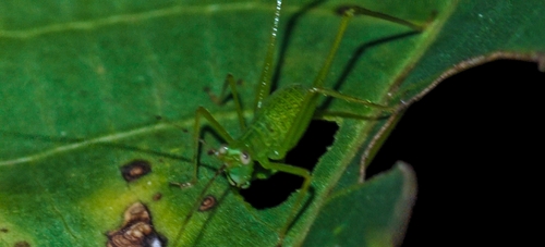 Unexpected Leaf Bush-cricket