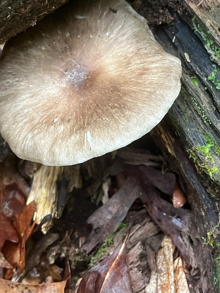 Eastern American Platterful Mushroom · June 2026 · photo: Photo: no rights reserved · iNaturalist
