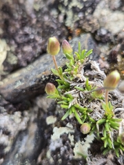 author not stated, no rights reserved Cherleria arctica, photograph author not stated, no rights reserved