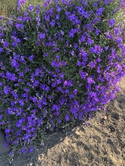 Lobelia erinus
