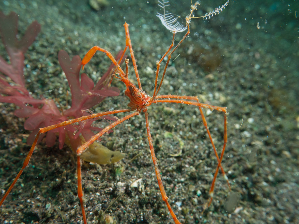 Latreilliidae