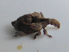 Stephanorhynchus crassus