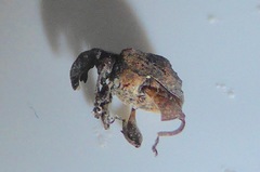 Stephanorhynchus crassus