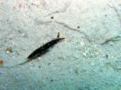 Thuridilla splendens