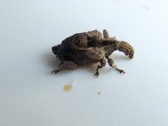 Stephanorhynchus crassus