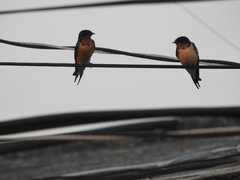 Hirundo rustica