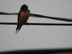Hirundo rustica