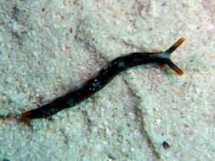 Thuridilla splendens